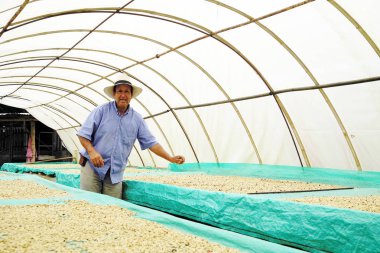 Quindio, Kolombiya, Güney Amerika'da rehberli kahve turu