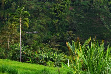 Kahve ve muz plantasyonları Buenavista, Antioquia, Colombia yakınındaki tepeler kaplı
