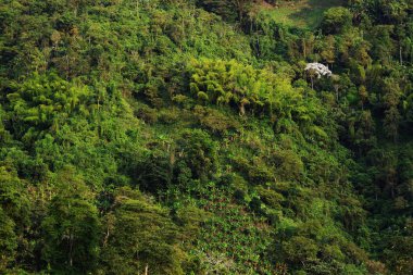 Kahve ve muz plantasyonları Buenavista, Antioquia, Colombia yakınındaki tepeler kaplı