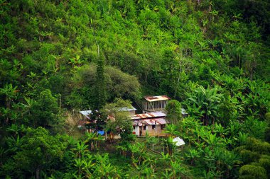 Kahve ve muz plantasyonları Buenavista, Antioquia, Colombia yakınındaki tepeler kaplı