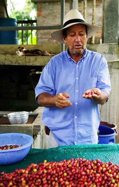 Quindio Kolombiya Güney Amerika Rehberli Kahve Turu — Stok fotoğraf