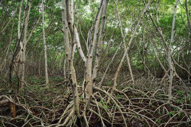 Karayip manzara Isla Grande, Rosario Archipelago, Kolombiya, Güney Amerika