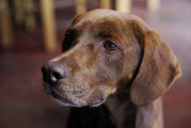 bir av köpeği portresi