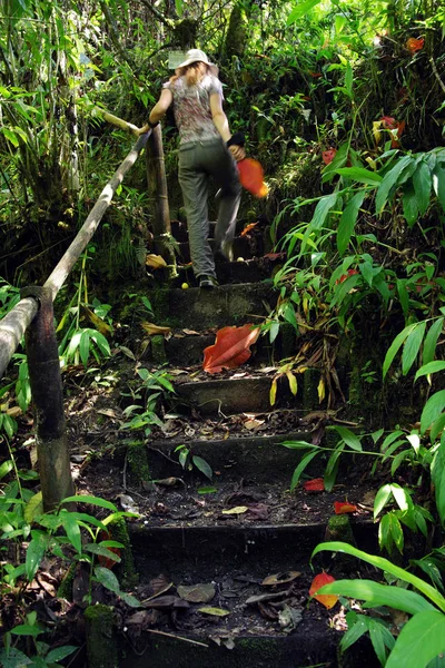 Jungle Pad Cordiliera Centrale Colombia Zuid Amerika — Stockfoto