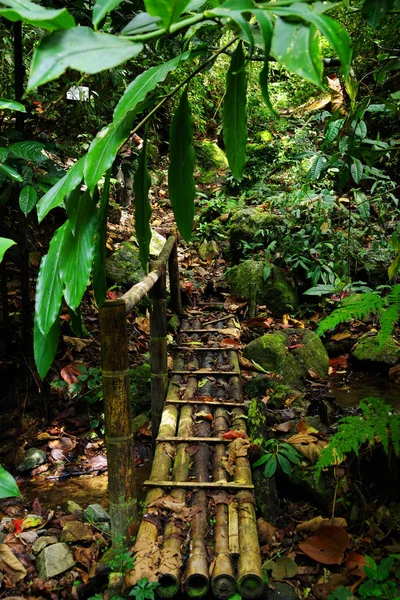 Jungle Pad Cordiliera Centrale Colombia Zuid Amerika — Stockfoto
