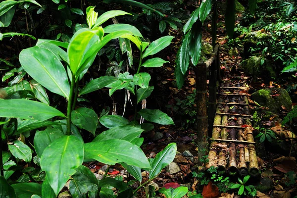 Jungle path in Cordiliera Central, Colombia, South America