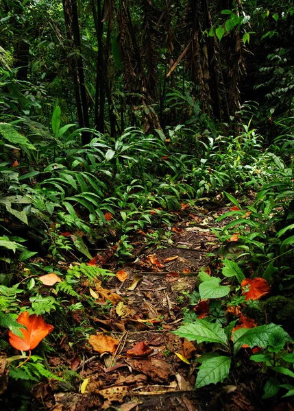 Orman Yolu Cordiliera Merkez Kolombiya Güney Amerika — Stok fotoğraf
