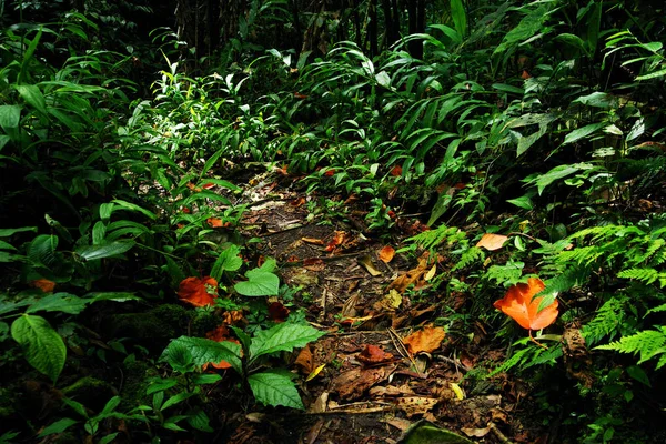 Ścieżki Dżungli Cordiliera Centralnych Kolumbia Ameryka Południowa — Zdjęcie stockowe