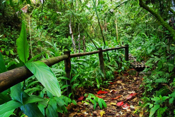 Jungle path in Cordiliera Central, Colombia, South America