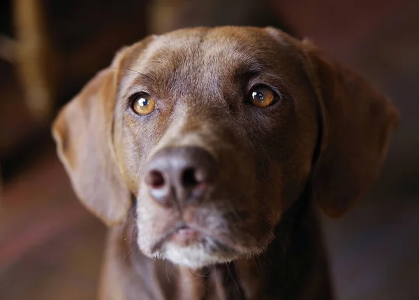 Retrato Cão Caça — Fotografia de Stock