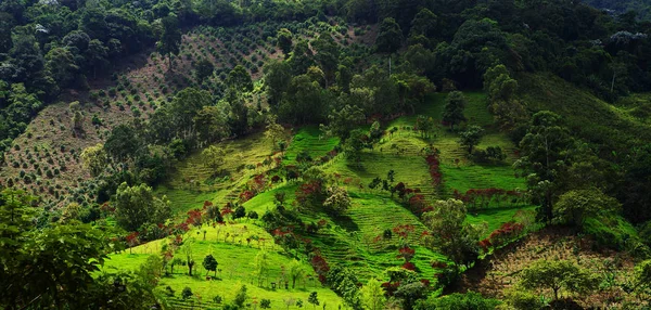 Colline Coperte Piantagioni Caffè Banane Vicino Buenavista Antioquia Colombia Paesaggio — Foto Stock