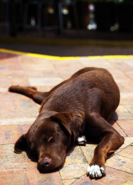 bir av köpeği portresi