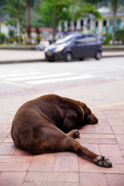 bir av köpeği portresi