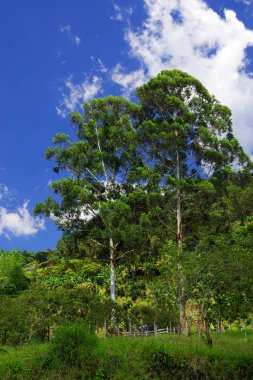 Cordiliera Central, Kolombiya, Güney Amerika Manzarası