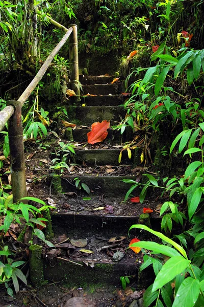 Cordiliera Központi Kolumbia Dél Amerika Dzsungel Elérési Útja — Stock Fotó