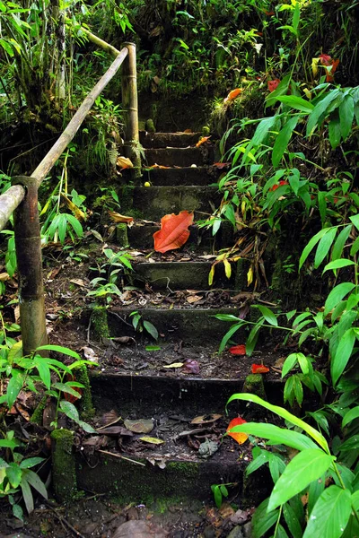 Jungle path in Cordiliera Central, Colombia, South America