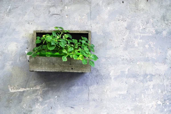 Pote Com Flor Decorativa Contra Parede — Fotografia de Stock