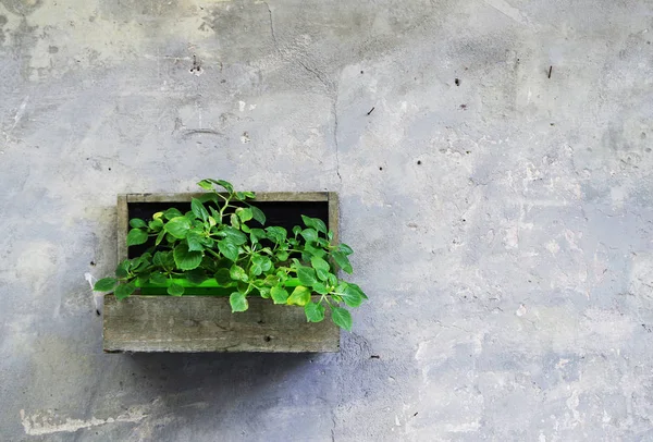 Pote Com Flor Decorativa Contra Parede — Fotografia de Stock