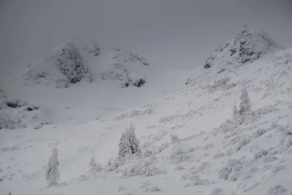 Vinter Alpina Landskapet Nationalparken Retezat Karpaterna Rumänien Europa Snötäckta Skogslandskapet — Stockfoto