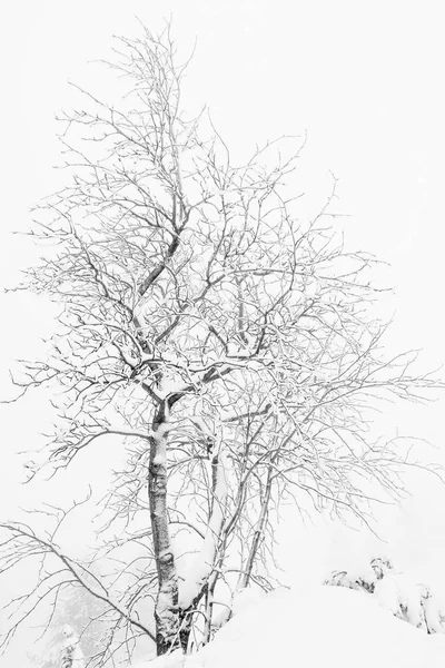 Paisaje Alpino Invernal Parque Nacional Retezat Cárpatos Rumania Europa Bosque —  Fotos de Stock