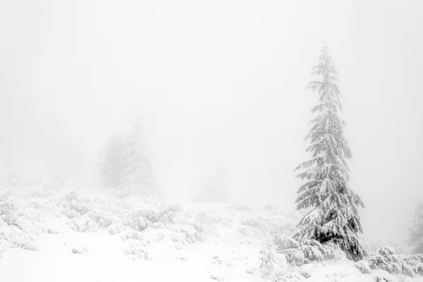 Alpine Winterlandschaft Nationalpark Retesat Karpaten Rumänien Europa Verschneite Waldlandschaft — Stockfoto