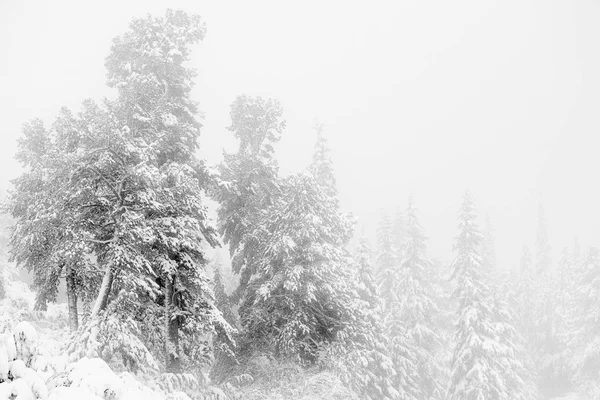 Paisaje Alpino Invernal Parque Nacional Retezat Cárpatos Rumania Europa Bosque —  Fotos de Stock