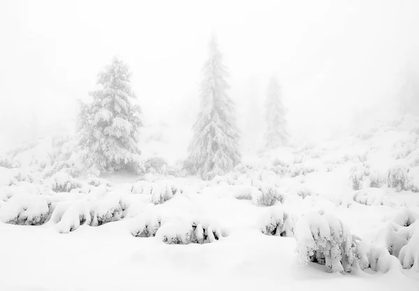 Alpine Winterlandschaft Nationalpark Retesat Karpaten Rumänien Europa Verschneite Waldlandschaft — Stockfoto