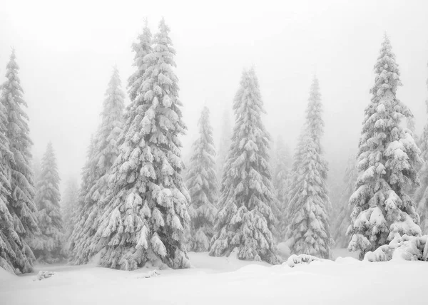 Paisaje Alpino Invernal Parque Nacional Retezat Cárpatos Rumania Europa Bosque —  Fotos de Stock