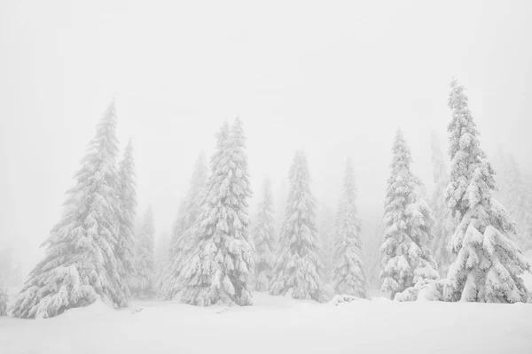 Alpine Winterlandschaft Nationalpark Retesat Karpaten Rumänien Europa Verschneite Waldlandschaft — Stockfoto