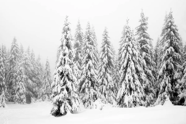 Alpine Winterlandschaft Nationalpark Retesat Karpaten Rumänien Europa Verschneite Waldlandschaft — Stockfoto