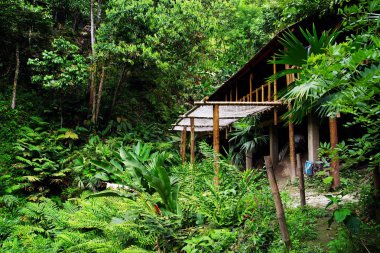 Orman yazlık Minca, Kolombiya, Güney Amerika