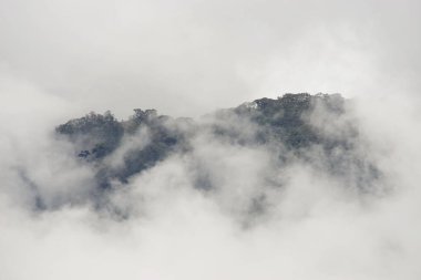 Cocora Vadisi,: Salento, Kolombiya, Güney Amerika'nın bulutlu manzara