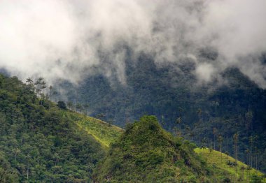 Cocora Vadisi,: Salento, Kolombiya, Güney Amerika'nın bulutlu manzara