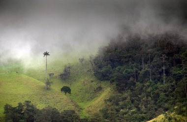 Cocora Vadisi,: Salento, Kolombiya, Güney Amerika'nın bulutlu manzara