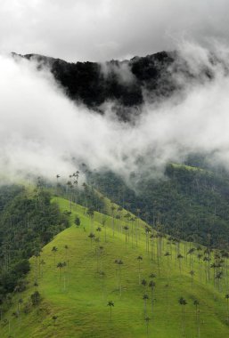 Cocora Vadisi puslu Alpin manzara, Salento, Kolombiya, Güney Amerika