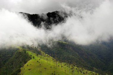 Cocora Vadisi puslu Alpin manzara, Salento, Kolombiya, Güney Amerika