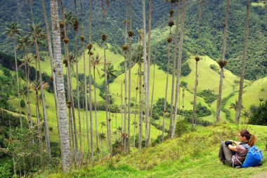 Fotoğrafçı Cocora Vadisi,: Salento, Kolombiya, Güney Amerika