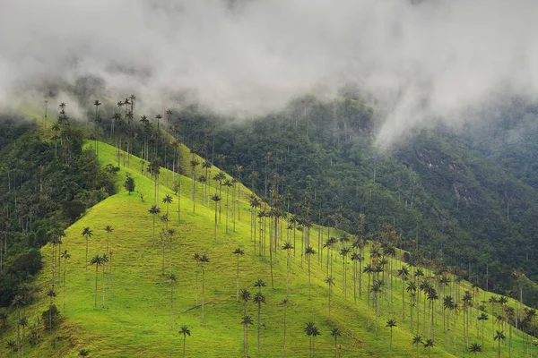 Paesaggio Nuvoloso Della Valle Cocora Salento Colombia Sud America — Foto Stock