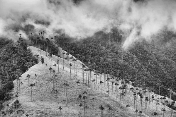 Valle Del Cocora Salento Colombia Sud America — Foto Stock