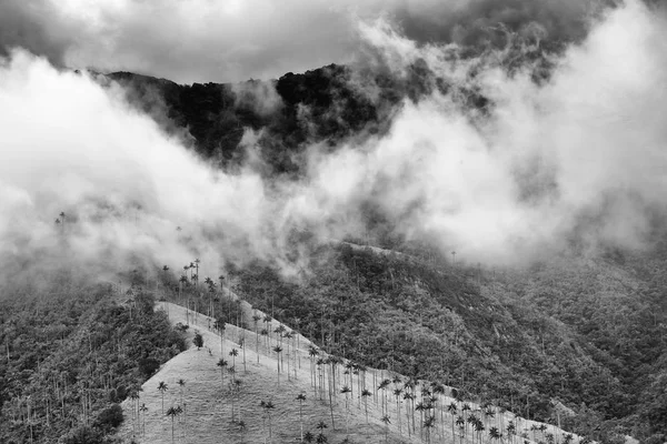 Valle Del Cocora Salento Colombia Sud America — Foto Stock