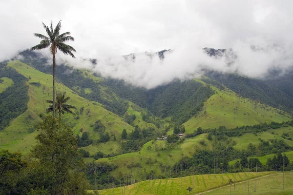 Cocora Vadisi puslu Alpin manzara, Salento, Kolombiya, Güney Amerika