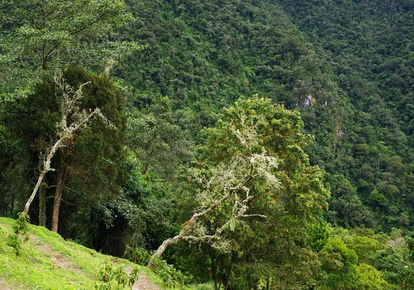 Paesaggio Nuvoloso Della Valle Cocora Salento Colombia Sud America — Foto Stock