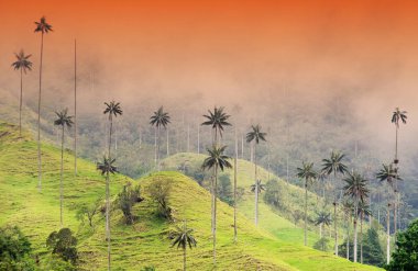 Cocora Vadisi puslu Alpin manzara, Salento, Kolombiya, Güney Amerika