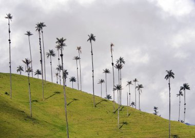 Cocora Vadisi,: Salento, Kolombiya, Güney Amerika'nın bulutlu manzara