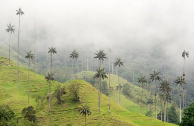 Cocora Vadisi,: Salento, Kolombiya, Güney Amerika'nın bulutlu manzara