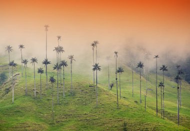 Cocora Vadisi puslu Alpin manzara, Salento, Kolombiya, Güney Amerika