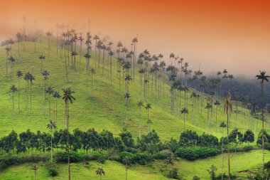 Cocora Vadisi,: Salento, Kolombiya, Güney Amerika