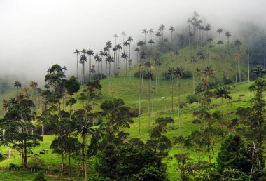Cocora Vadisi puslu Alpin manzara, Salento, Kolombiya, Güney Amerika