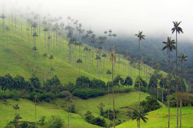 Cocora Vadisi,: Salento, Kolombiya, Güney Amerika'nın bulutlu manzara