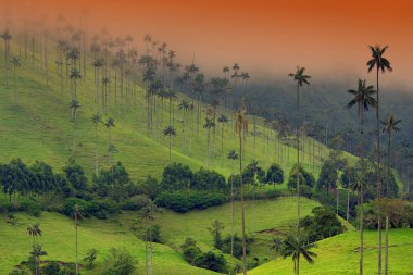 Cloudy landscape of Cocora valley, Salento, Colombia, South America clipart